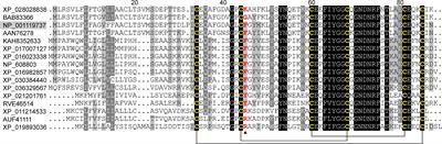 KPI5 Is Involved in the Regulation of the Expression of Antibacterial Peptide Genes and Hemolymph Melanization in the Silkworm, Bombyx mori